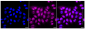 KD-Validated Anti-IKK alpha Rabbit Monoclonal Antibody
